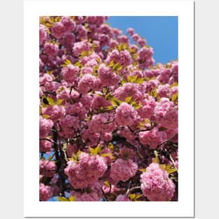 Flower tree | pink cherry blossom tree | Sakura tree Posters and Art